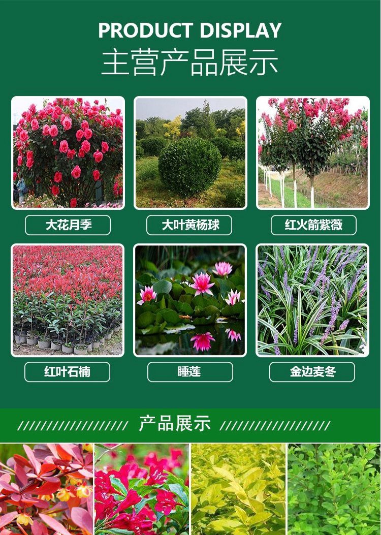 多年生草本植物细叶芒 园林花镜中的优雅观赏草