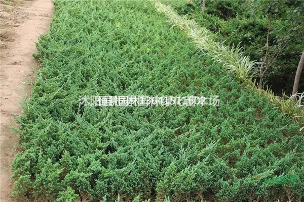沭阳县恒景园林绿化苗木场 绿色建设的匠心典范