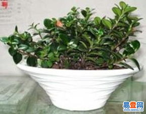 天津河西区园林绿化 城市绿脉中的生态守护者