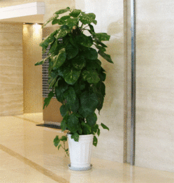 南通花卉租赁与园林绿化综合服务指南